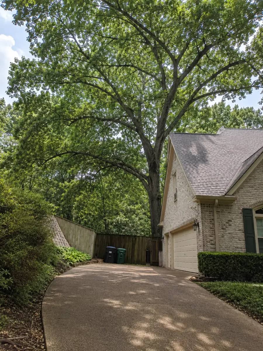 After - Raleigh TreeWorks project