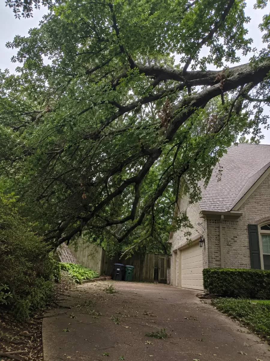 Before - Raleigh TreeWorks project