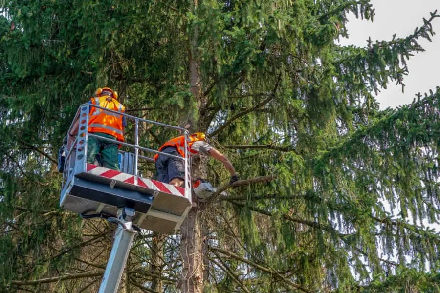 Commercial Tree Care by Raleigh TreeWorks in Raleigh
