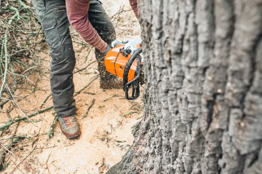 Tree Removal by Raleigh TreeWorks in Raleigh