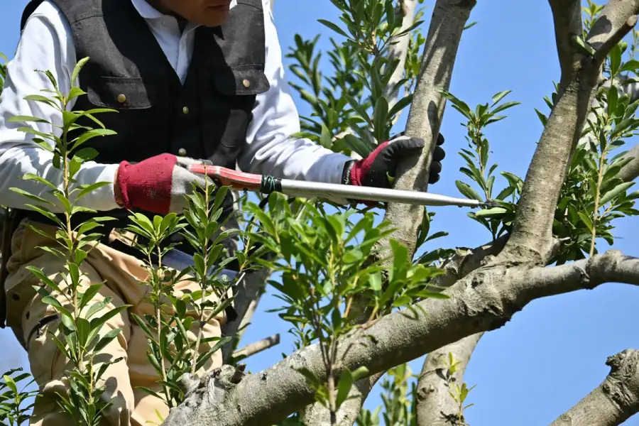 Tree Trimming by Raleigh TreeWorks in Raleigh
